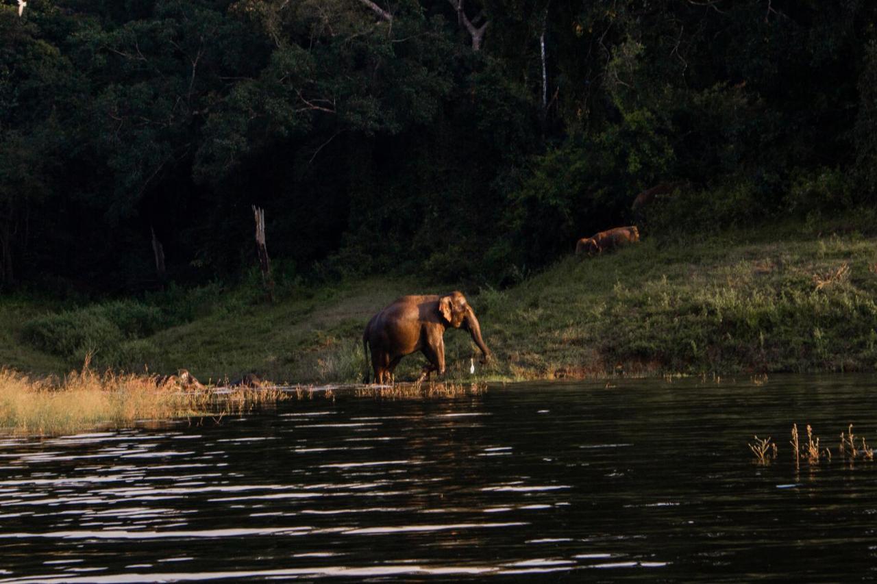 Wild Glamping Gal Oya - Thema Collection Hotel Galgamuwa  Buitenkant foto