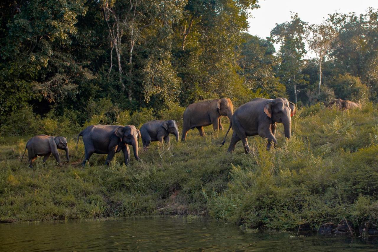 Wild Glamping Gal Oya - Thema Collection Hotel Galgamuwa  Buitenkant foto